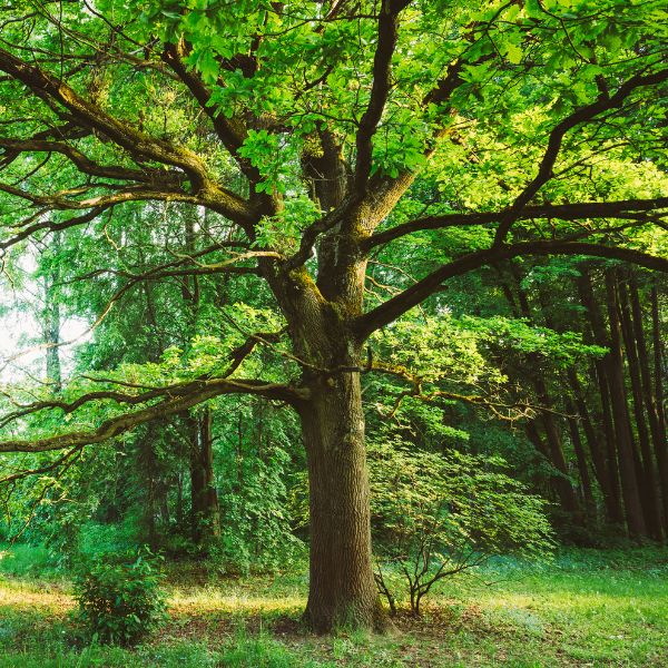 An oak tree during summer in Michiana area.